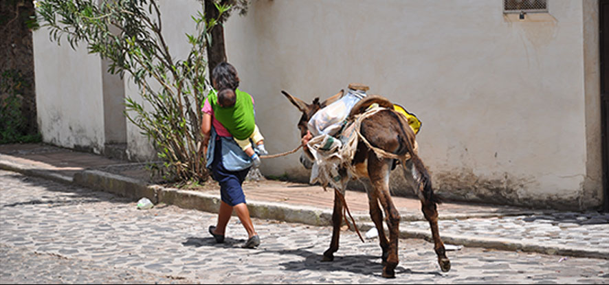 Woman with donkey